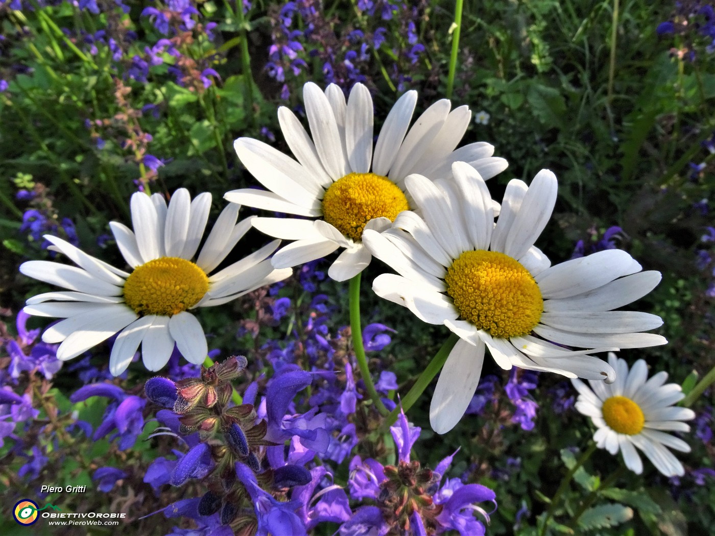 03 Leucanthemum vulgare (Margherita comune) con Salvia pratensis (Salvia dei prati) .JPG